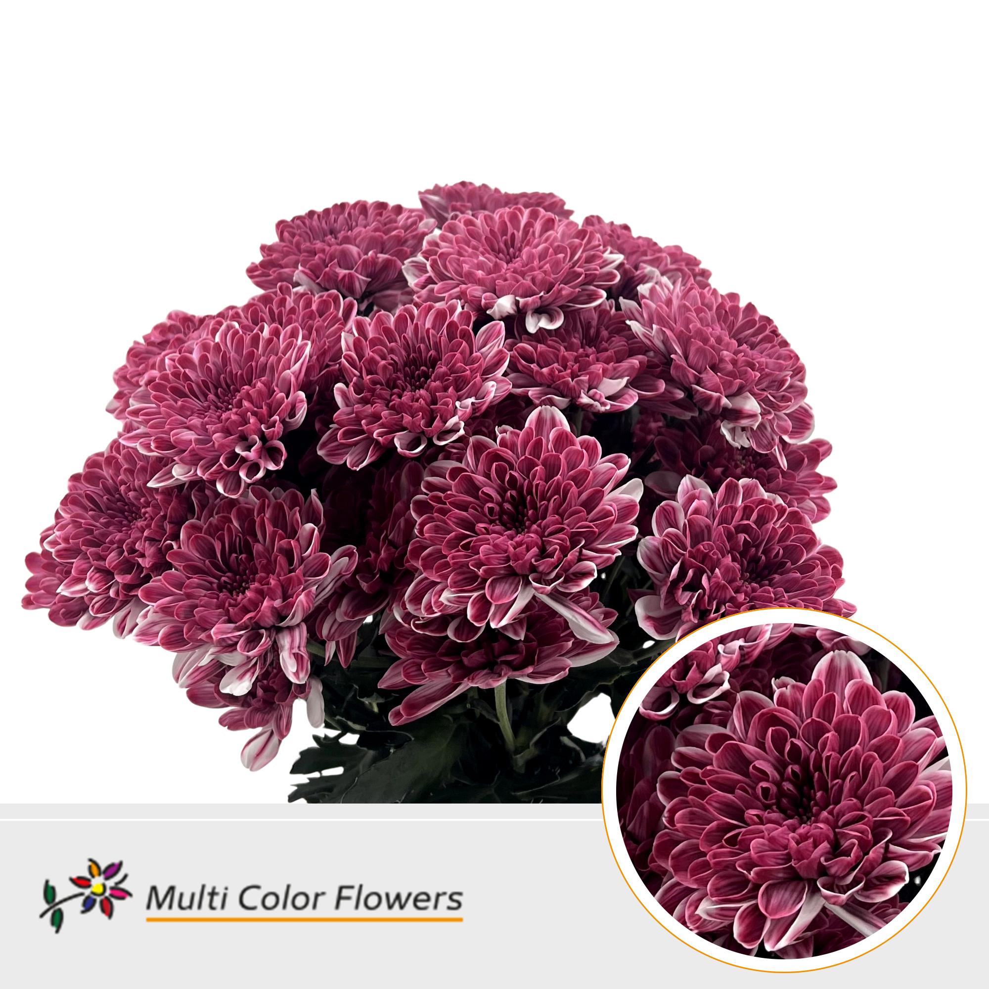 10x Chrysant overig 60cm