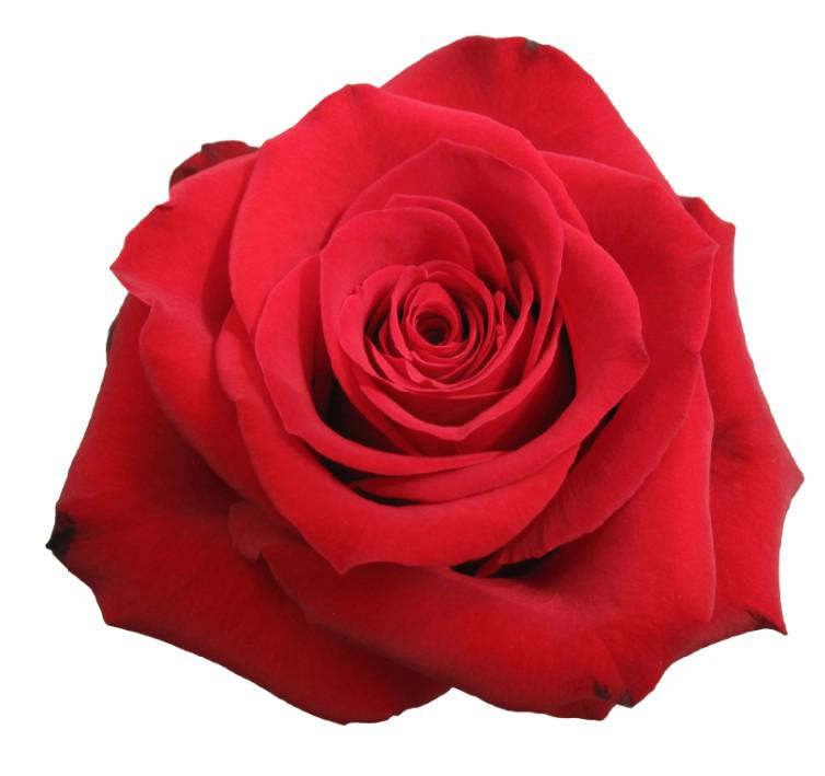25x Rosa freedom 70cm