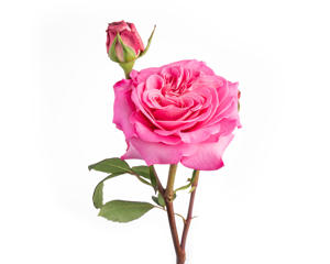 10x Rosa ashley 50cm