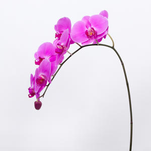25x Phal.happy valentina