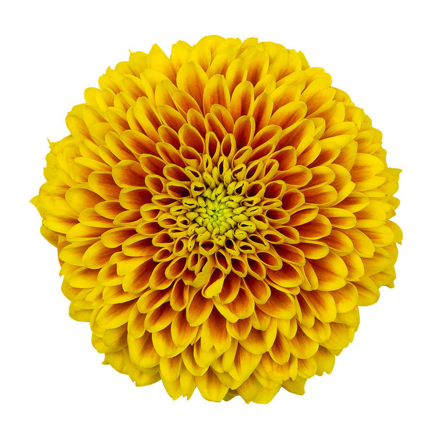 10x Chrysant tropicana 70cm