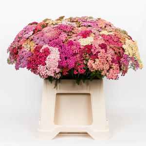1x Achil.mix.vast oranje-rood 30cm