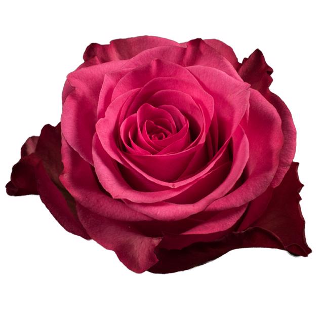 25x Rosa lola 60cm