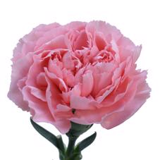20x Dian.st. - roze 60cm