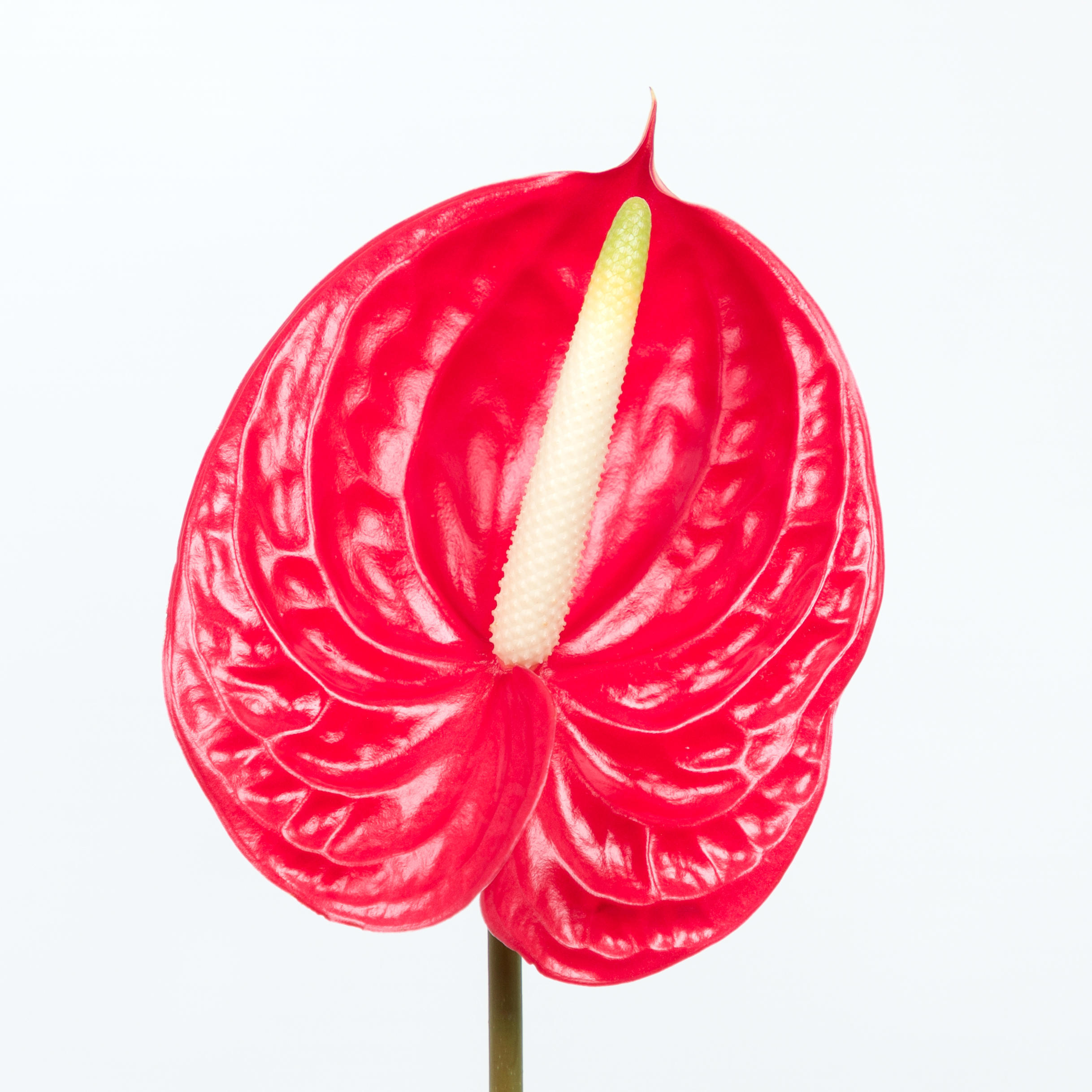 12x Anth.tropical 10cm