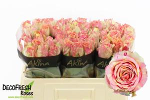 20x Rosa fiesta+ 50cm