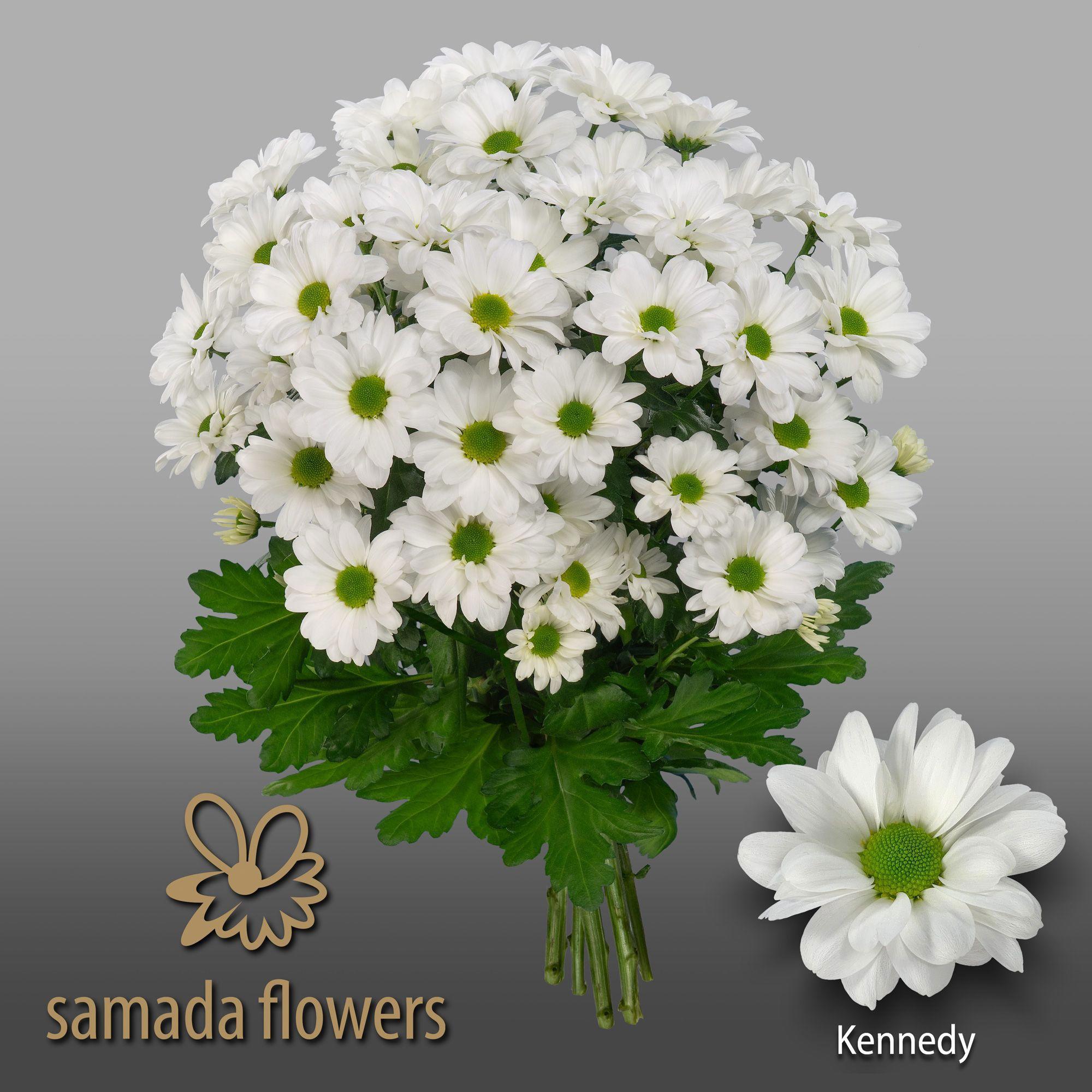 80x Chrysant kennedy 70cm