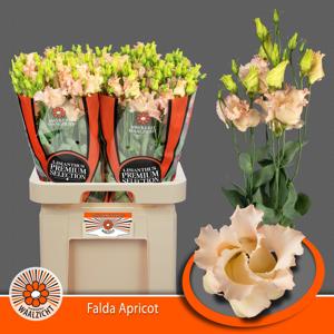 10x Eust.falda apricot en 70cm