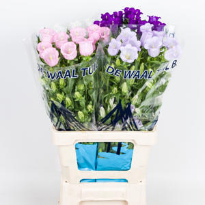40x Camp.med.champ.mix vast 70cm