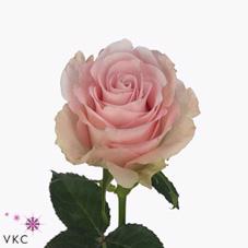 20x Rosa bisou 50cm
