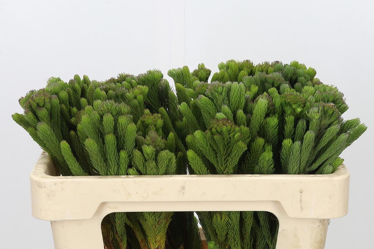 10x Pg brunia albigreen 50cm