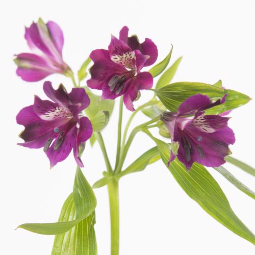 10x Alstroemeria carline 70cm