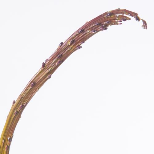 50x Tk salix sekka 80cm