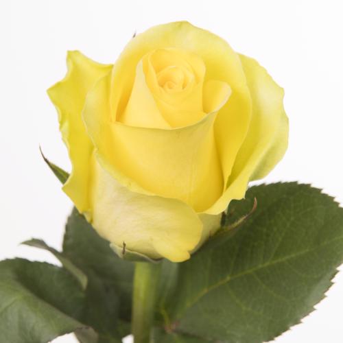 20x Rosa minion rose 60cm