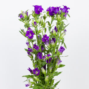 10x Camp.med.champ.blue 70cm
