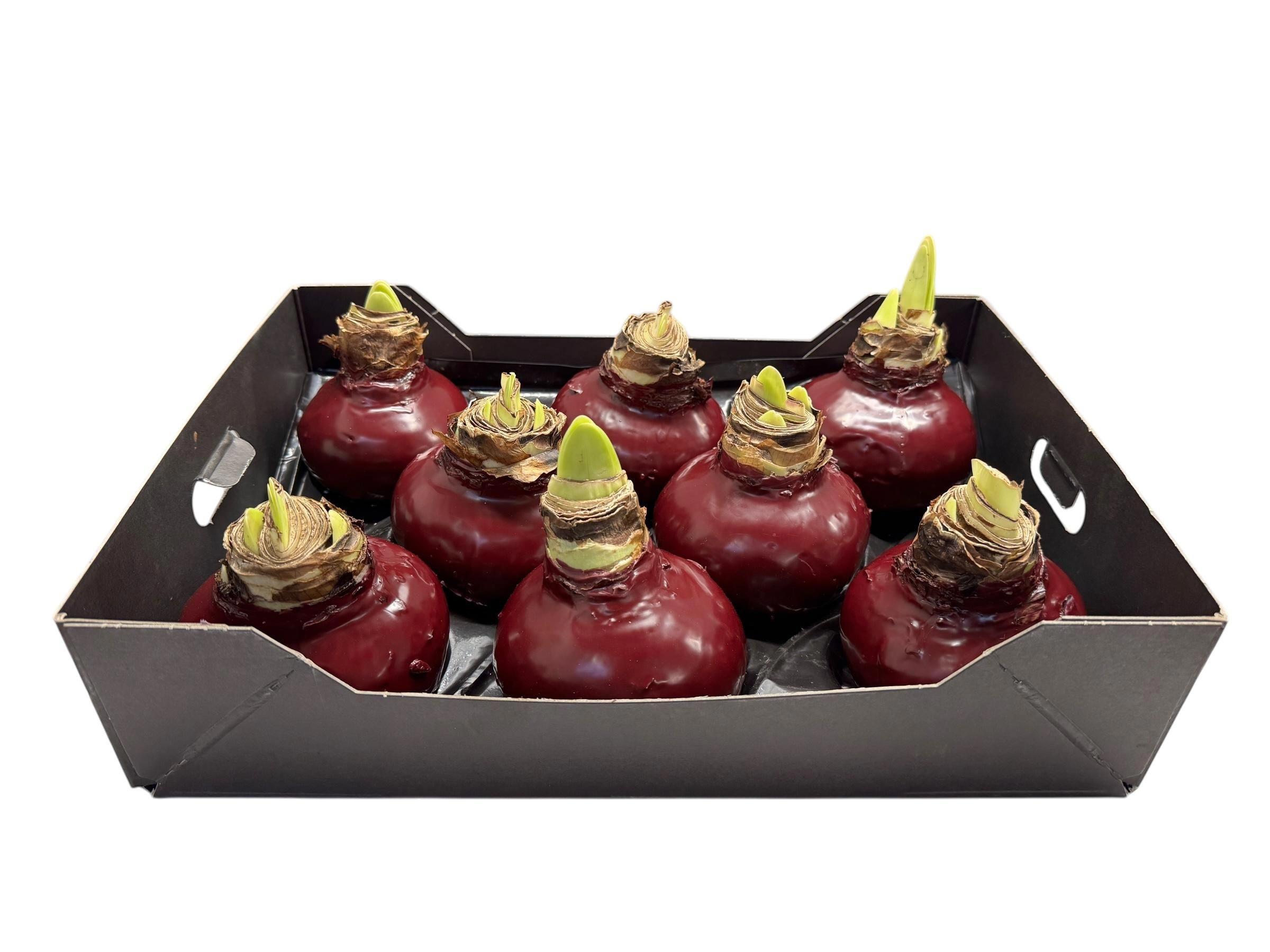 8x Dc wax hipp.bordeaux