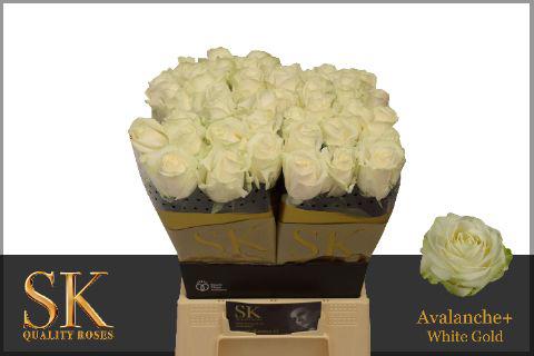10x Rosa avalanche+ 40cm