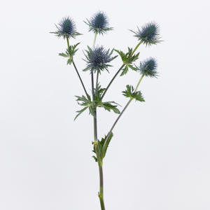 10x Eryngium magnetar questar 40cm