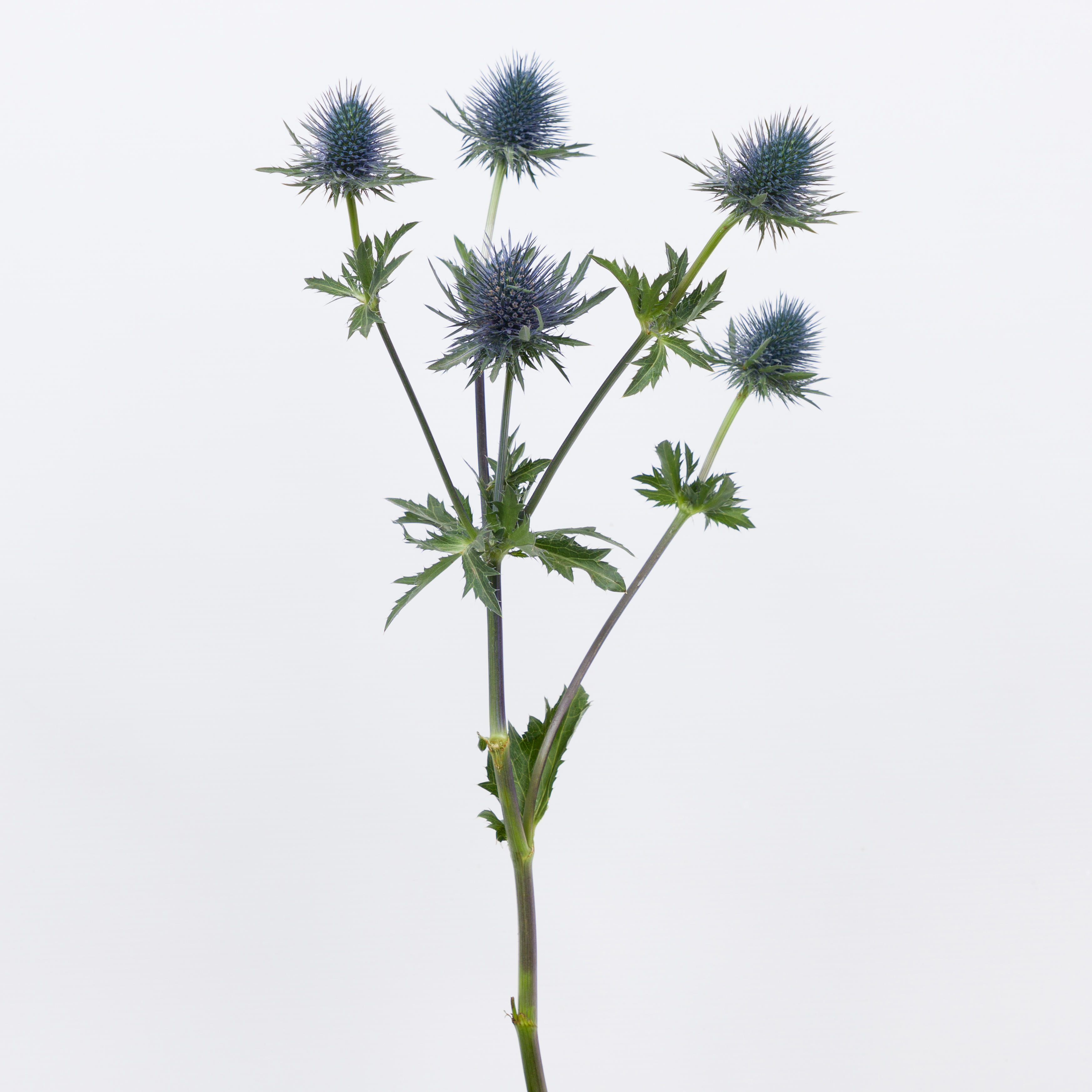 10x Eryn.magnetar questar 50cm
