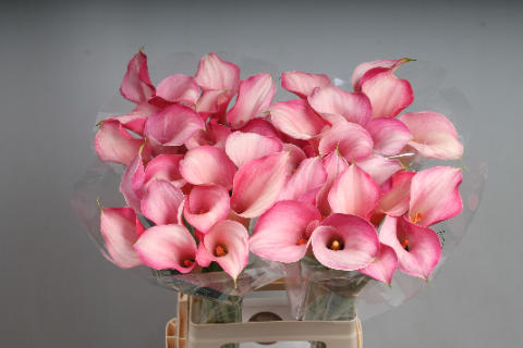 10x Zant.blushing lady 60cm