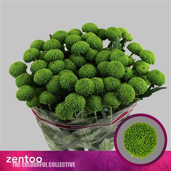 10x Chrysant deligreen 70cm