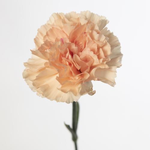20x Dian.st.peach wonder 60cm