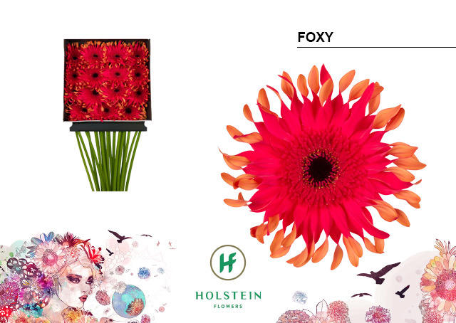 15x Gerb.pasta foxy 70cm