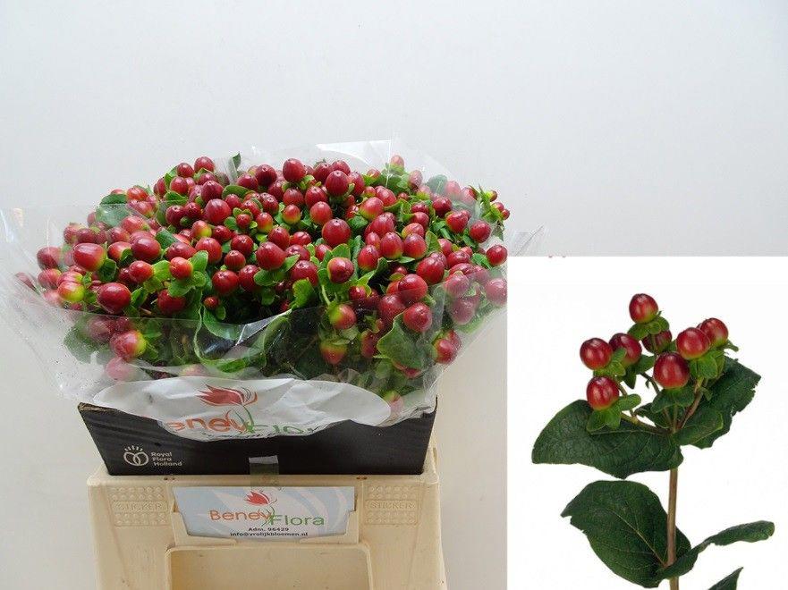 25x Hyper.mag.seasons 40cm