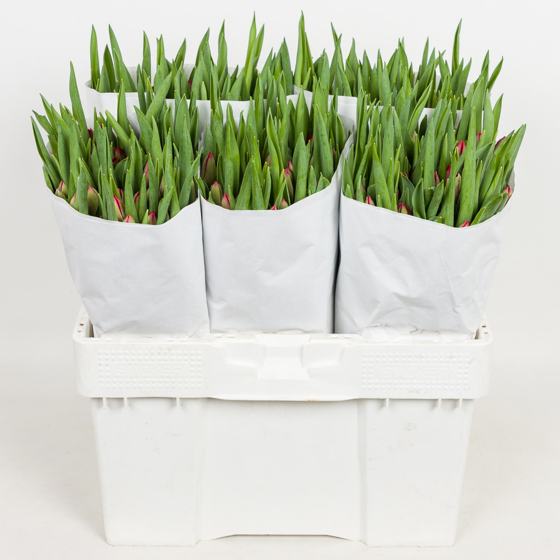 50x Tulipa ile de france en 30cm