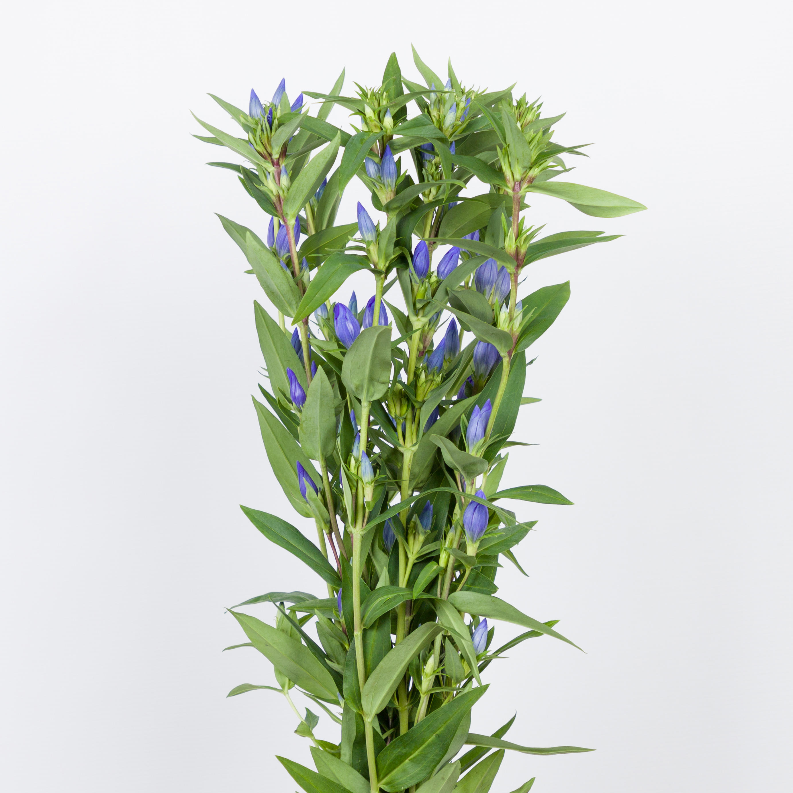 10x Gentiana blue sky 80cm