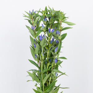 10x Gentiana blue sky 80cm