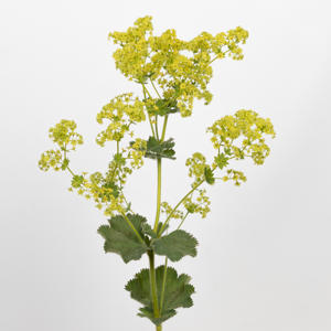 50x Alchemilla mollis robustica 50cm