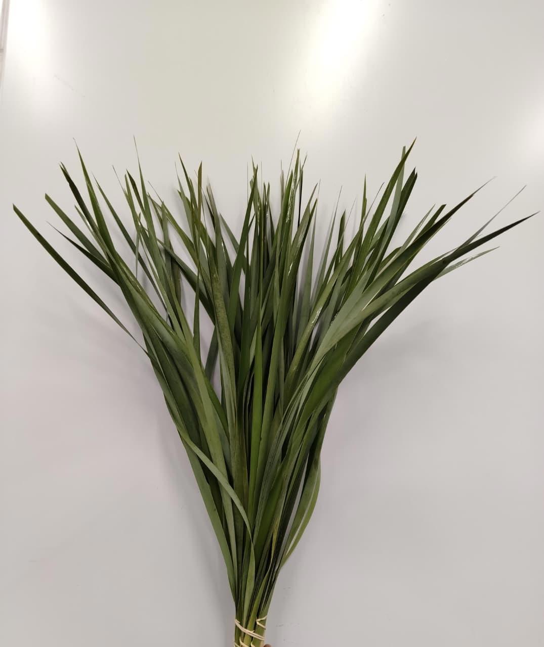 5x Sg typha 80cm
