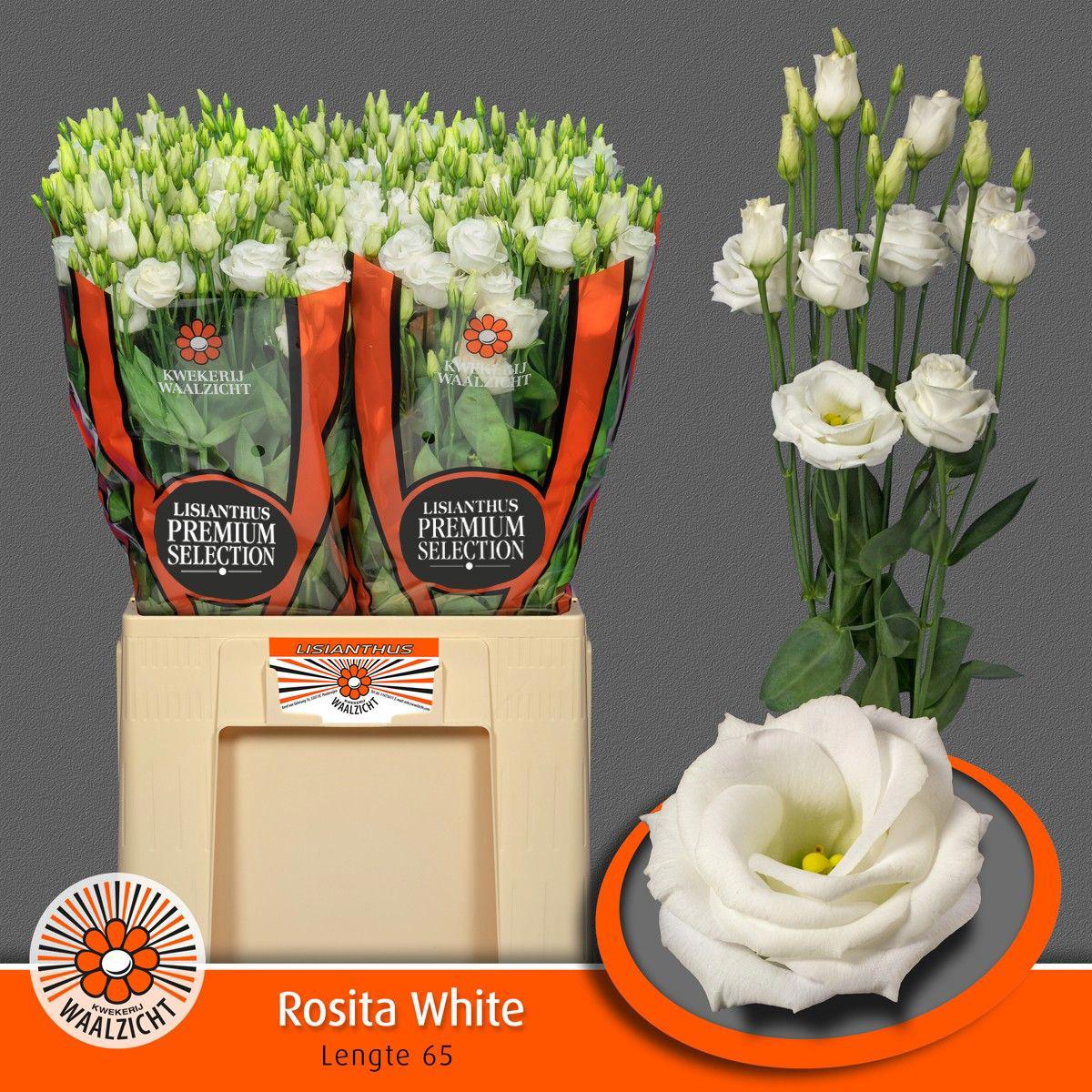 10x Eust.rosita white du 60cm