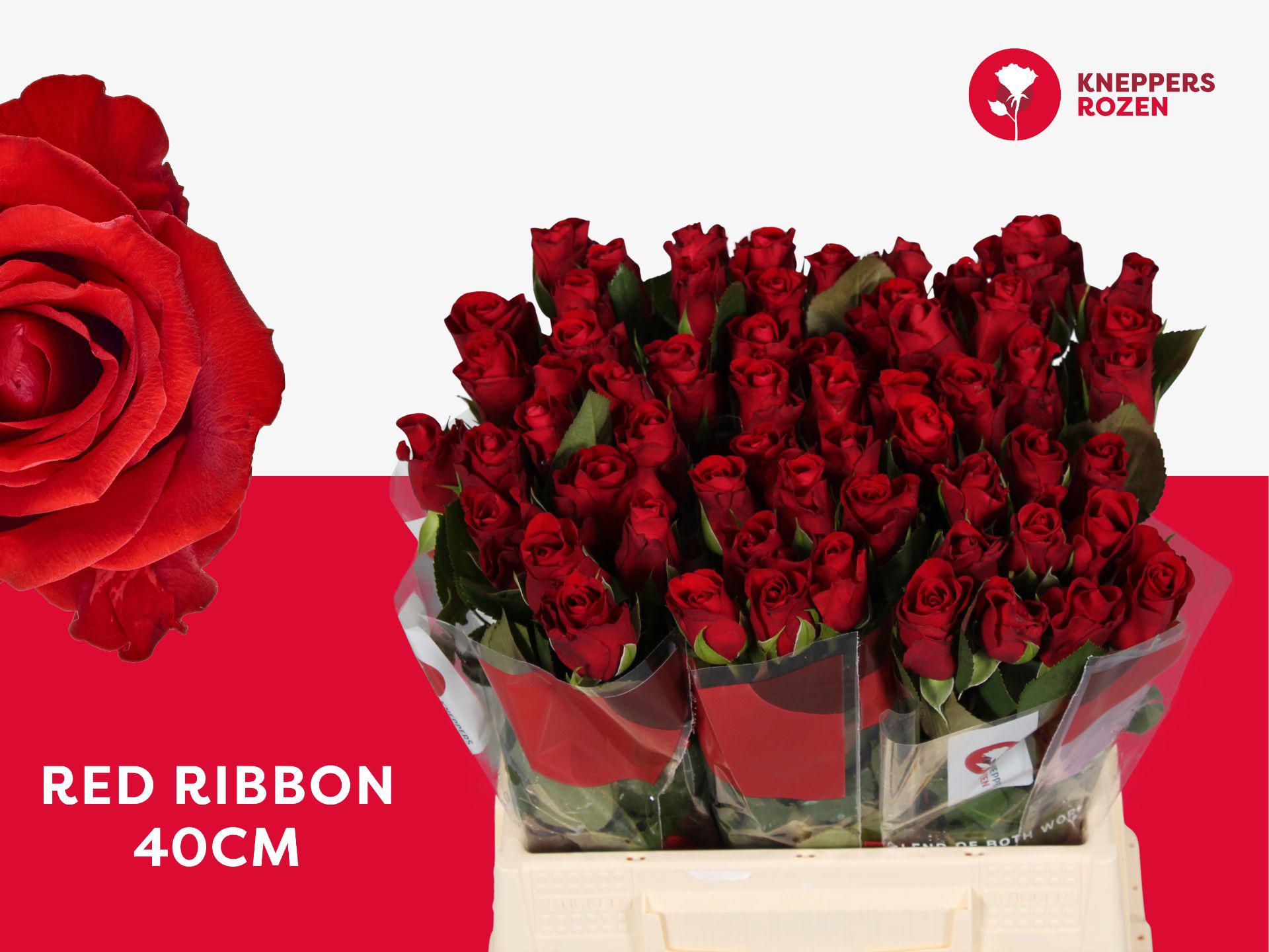 20x Rosa red ribbon 40cm