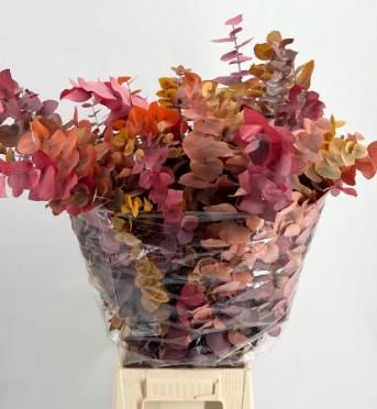 5x Dc eucalyptus stuart.herfst gestabiliseerd 70cm