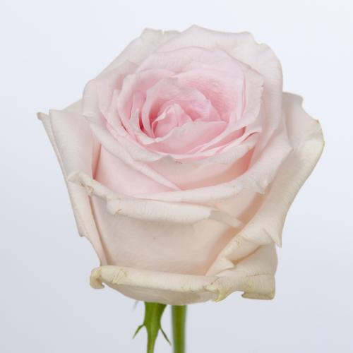20x Rosa revival sweet 60cm