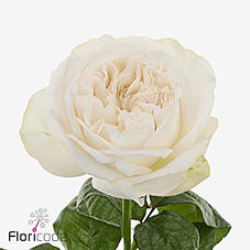 10x Rosa montery! 50cm