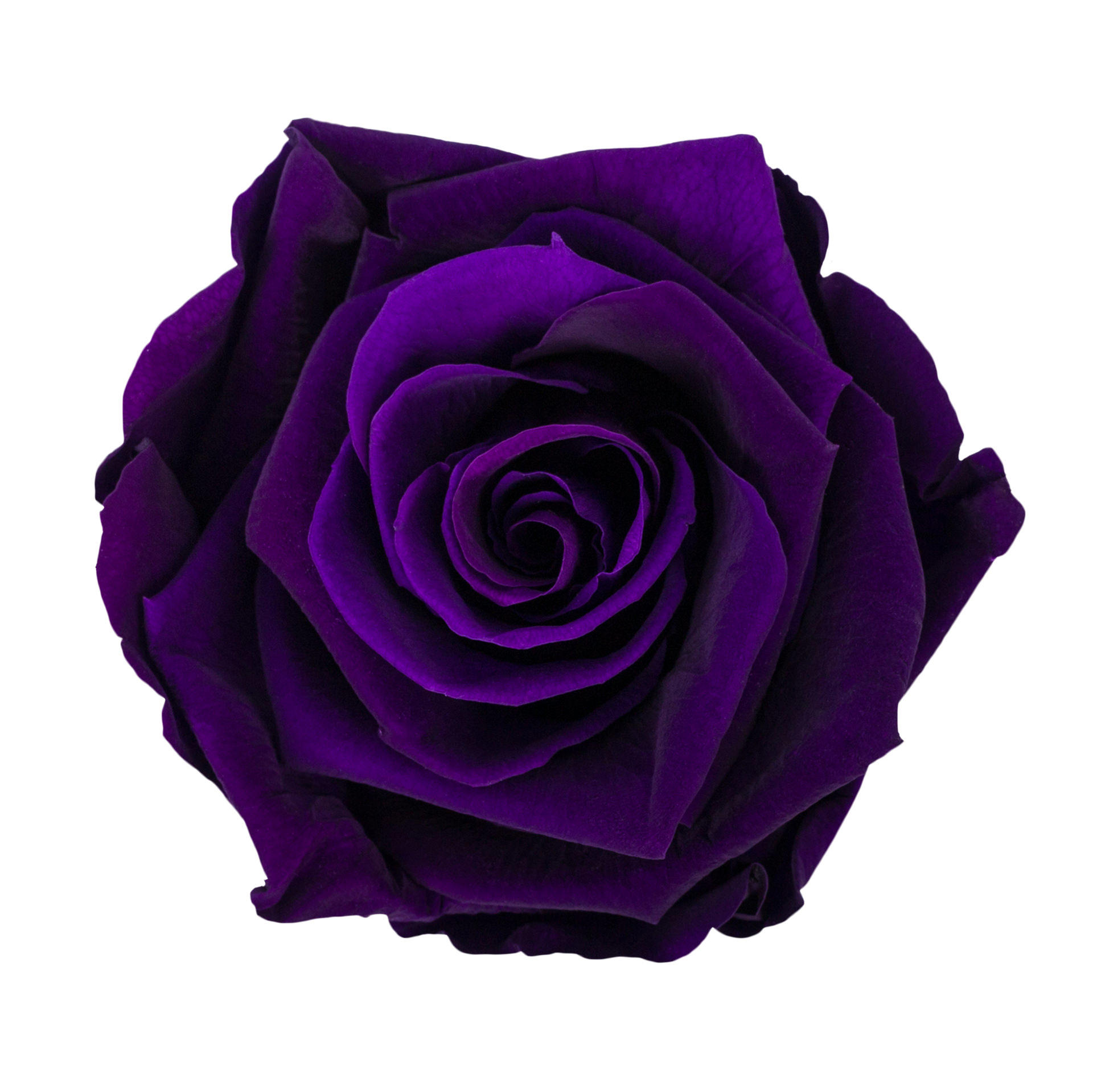 1x Rose preserved dc purple 2623c 60cm