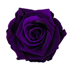 1x Rose preserved dc purple 2623c 60cm