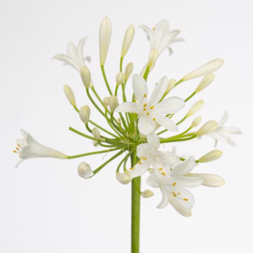 10x Agapanthus gletsjer 70cm