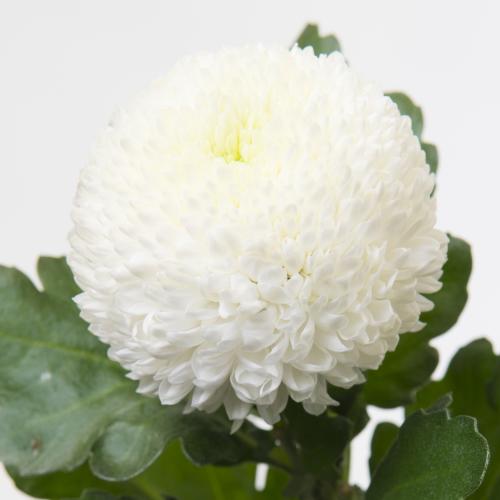 10x Chrysant boris b.g 80cm