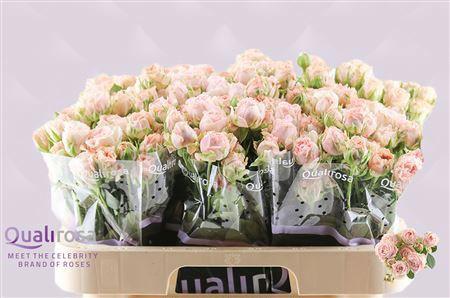 10x Rosa bombastic 60cm