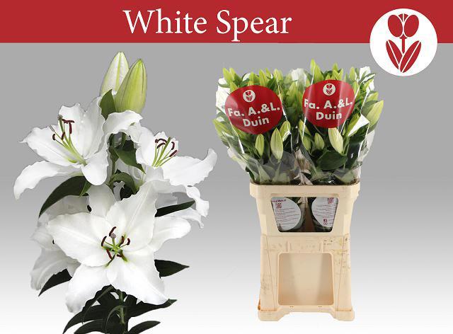 10x Lil.white spear 80cm
