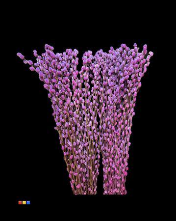 100x Tk salix katjes expression 70cm