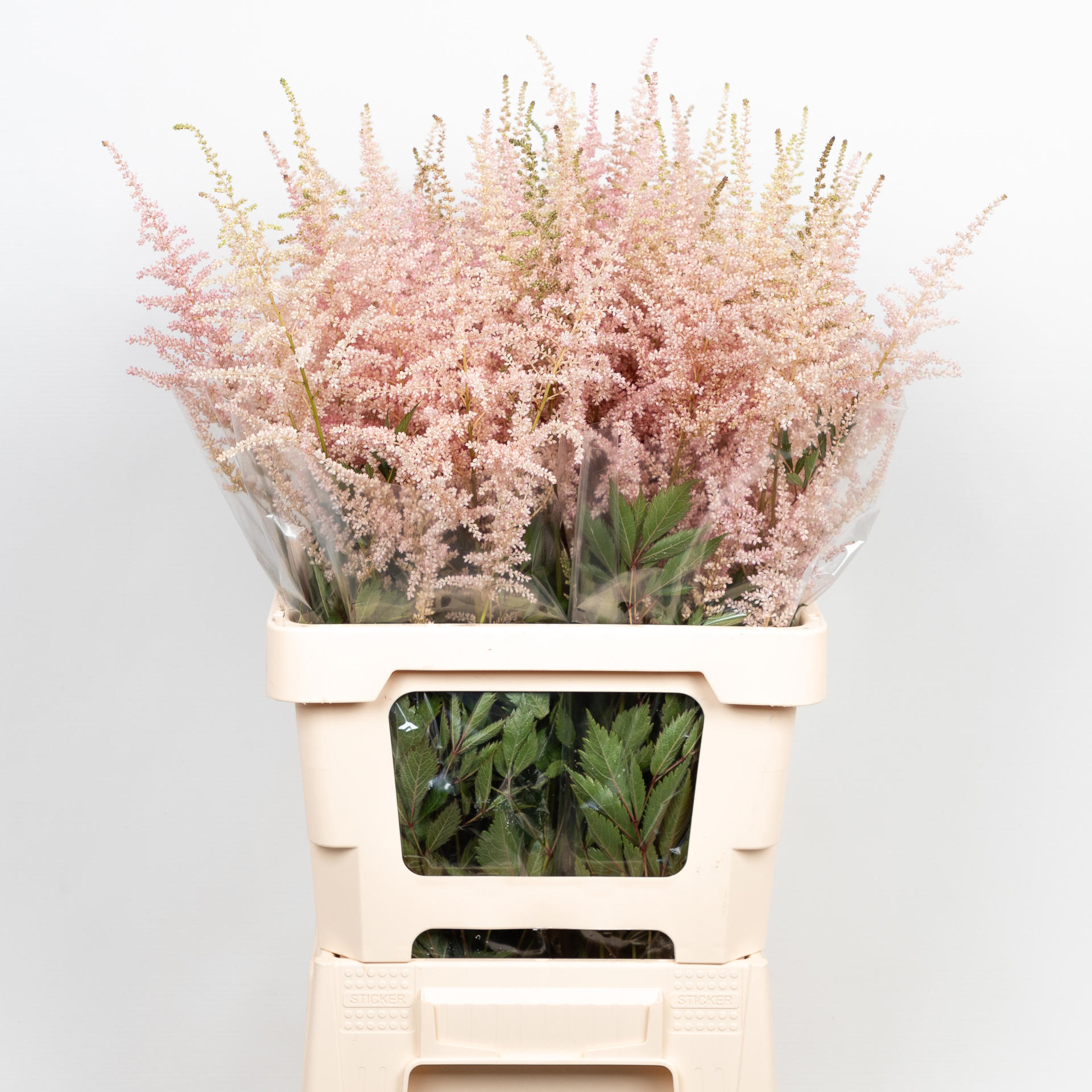 20x Astil.erika 60cm