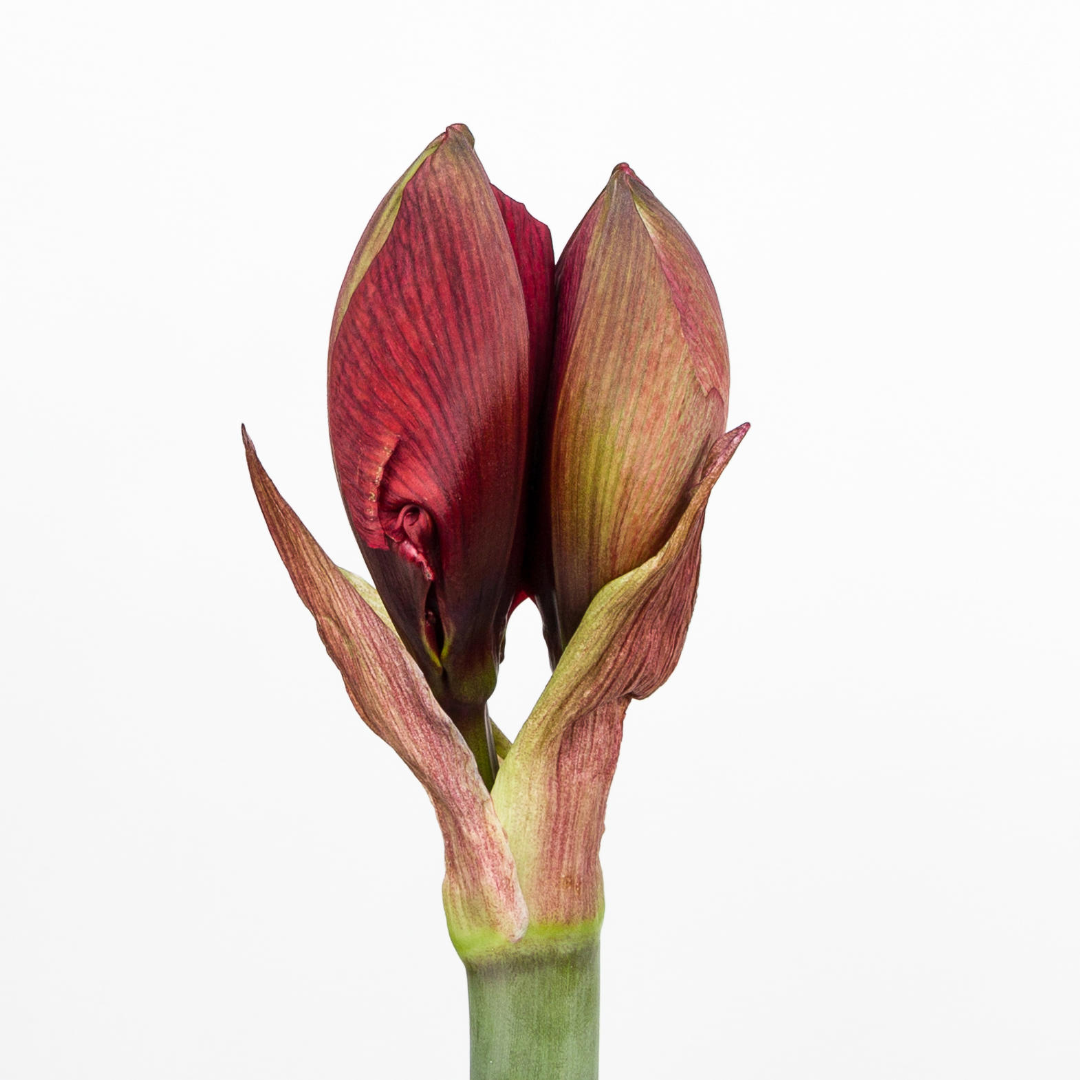 12x Hipp.red torro 50cm