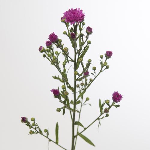 25x Aster flash 80cm