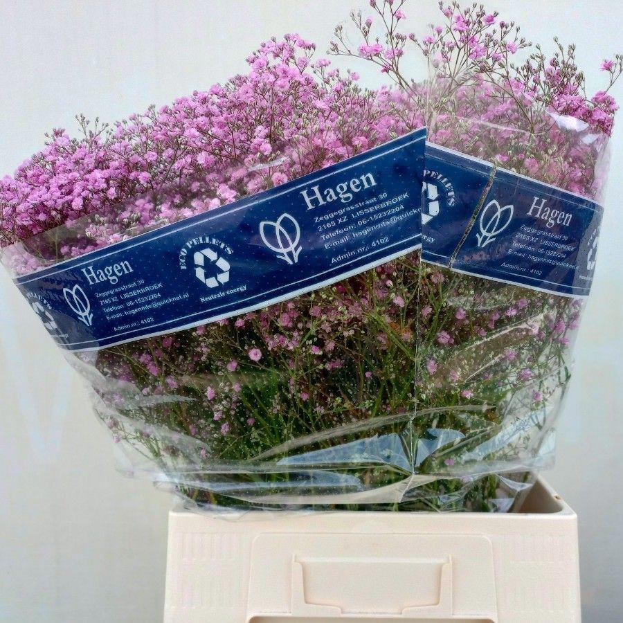 25x Gipskruid my pink 70cm