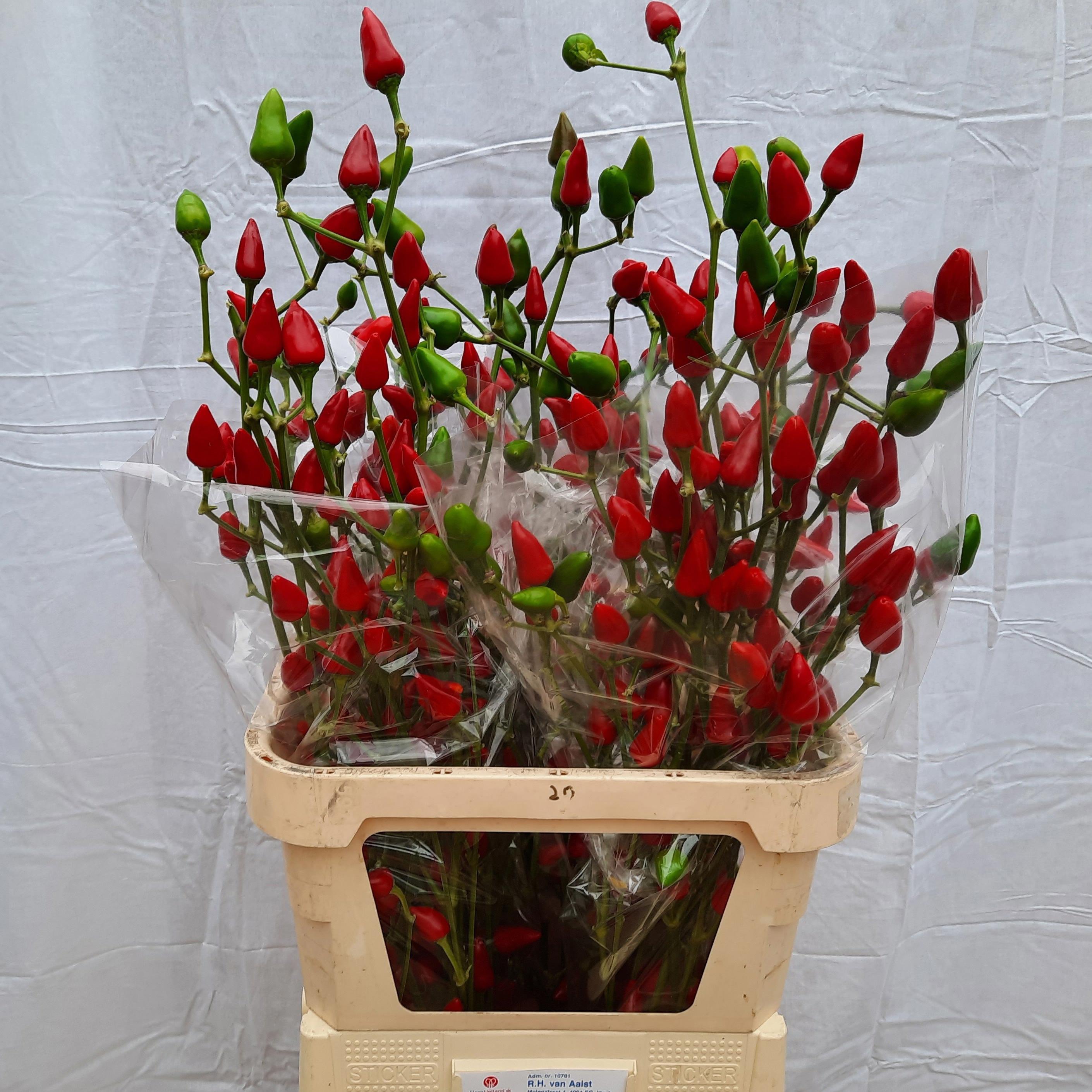 20x Sf capsicum x-mas 80cm